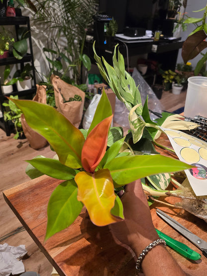 4 inch pot - Philodendron ‘Prince of Orange’, Prince of Orange Philodendron- Get similar to the picture - 🪴 Voelk Art & Plants Inc 🪴