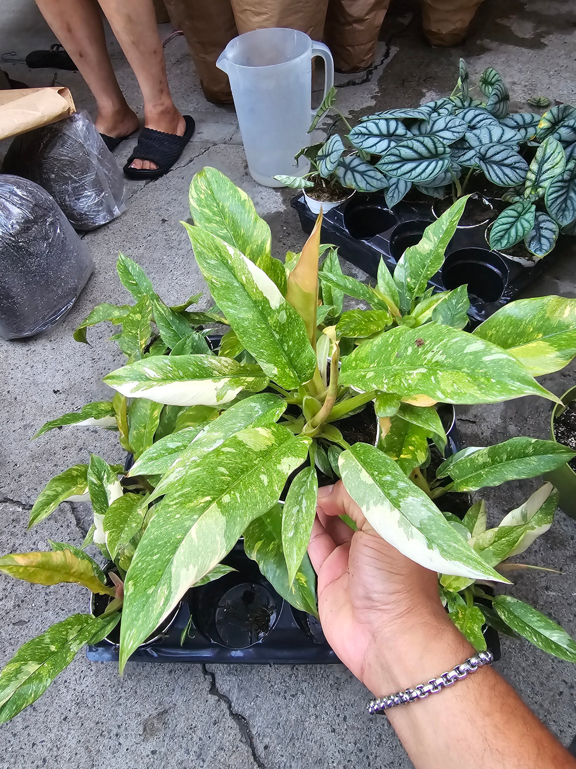 4 inch pot - Philodendron Ring of Fire high variegation- Get similar to picture - 🪴 Voelk Art & Plants Inc 🪴