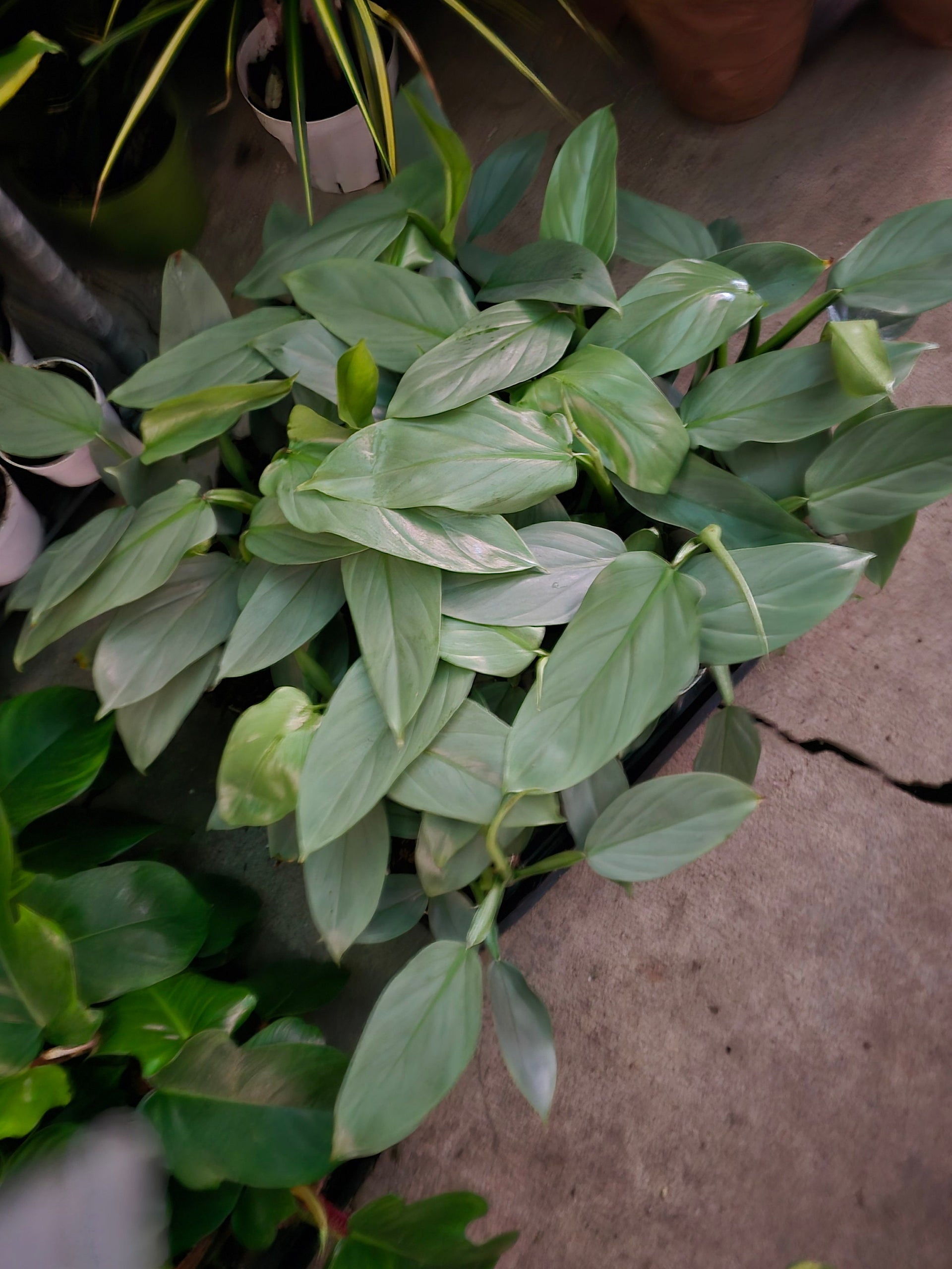 4 inch Pot - Philodendron Silver Sword (Philodendron Hastatum)- Get similar  to the picture