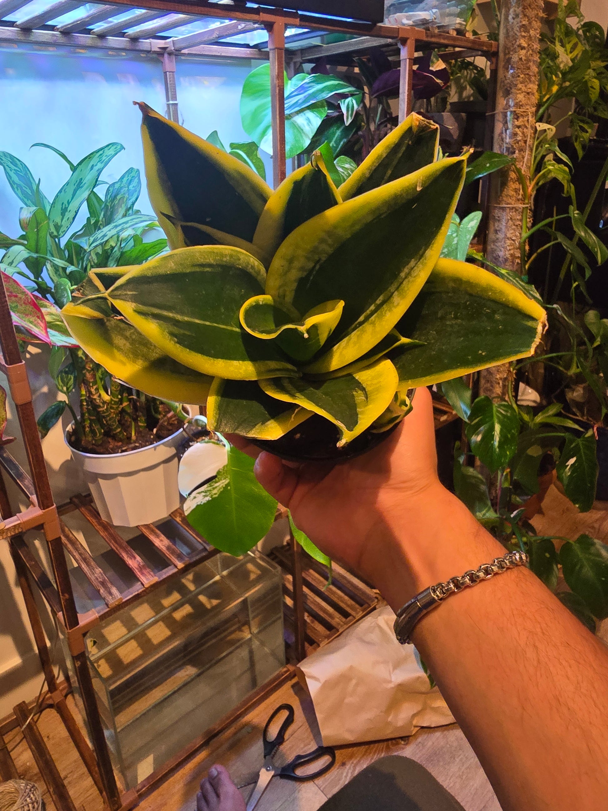 4 inch snake plant voelk-art-plants-house-plants-default-title-4-inch -pot-sansevieria-trifasciata-hahnii-black-gold-snake-plant-live-house-plant-air-purifier-feet-tall-exact-