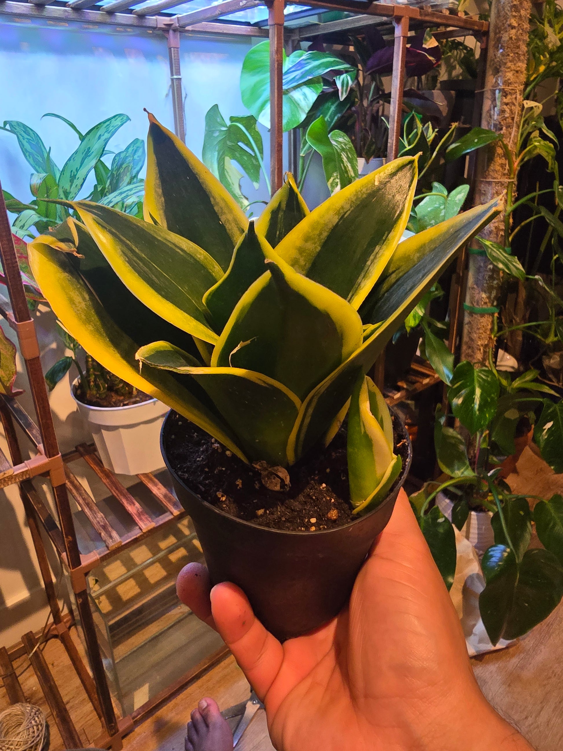 black gold snake plant near me voelk-art-plants-house-plants-default-title-4-inch-pot-sansevieria-trifasciata-hahnii- black-gold-snake-plant-live-house-plant-air-purifier-feet-tall-exact-