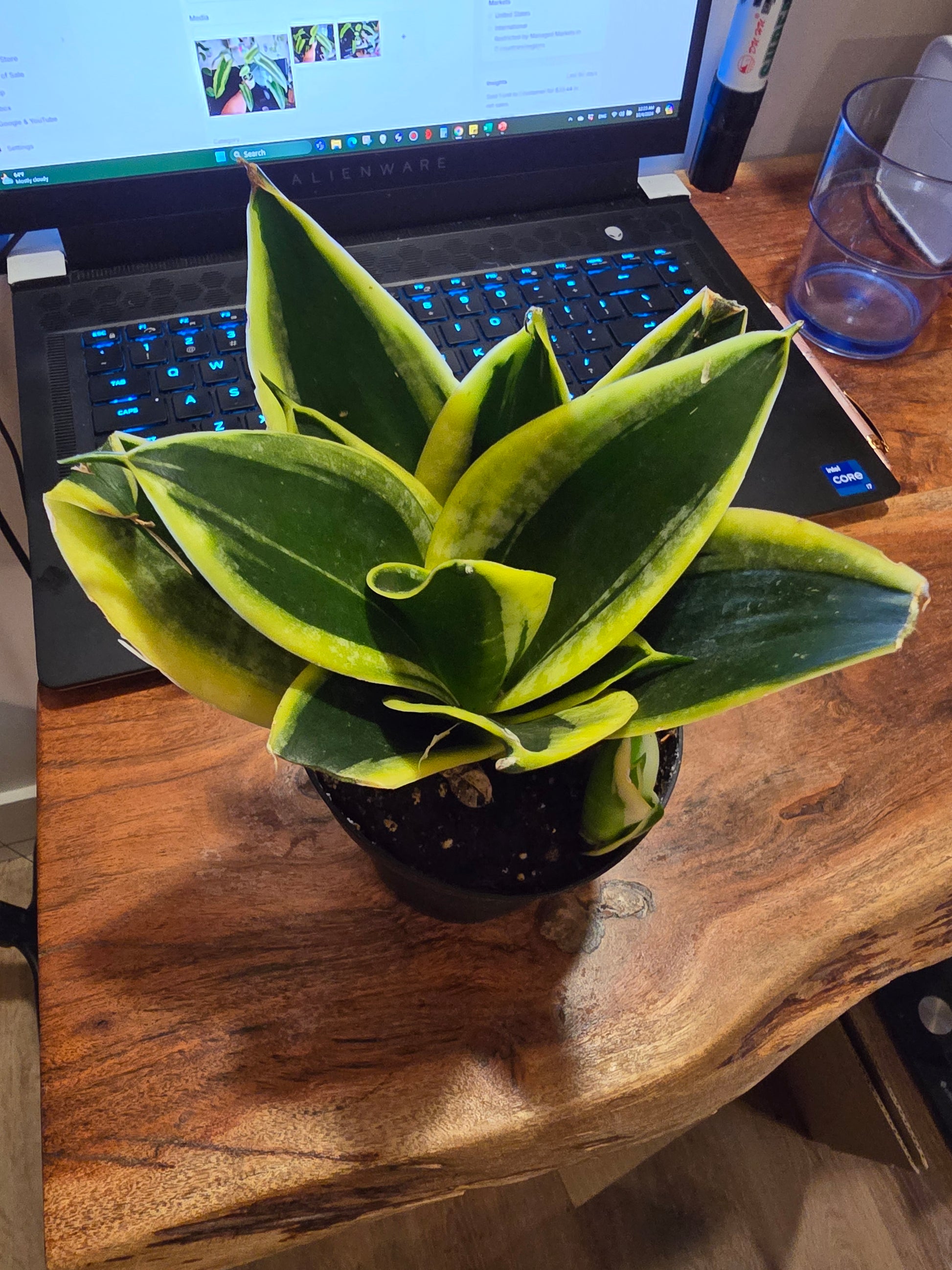 sansevieria hahnii black gold voelk-art-plants-house-plants-default-title-4-inch-pot-sansevieria -trifasciata-hahnii-black-gold-snake-plant-live-house-plant-air-purifier-feet-tall-exact-