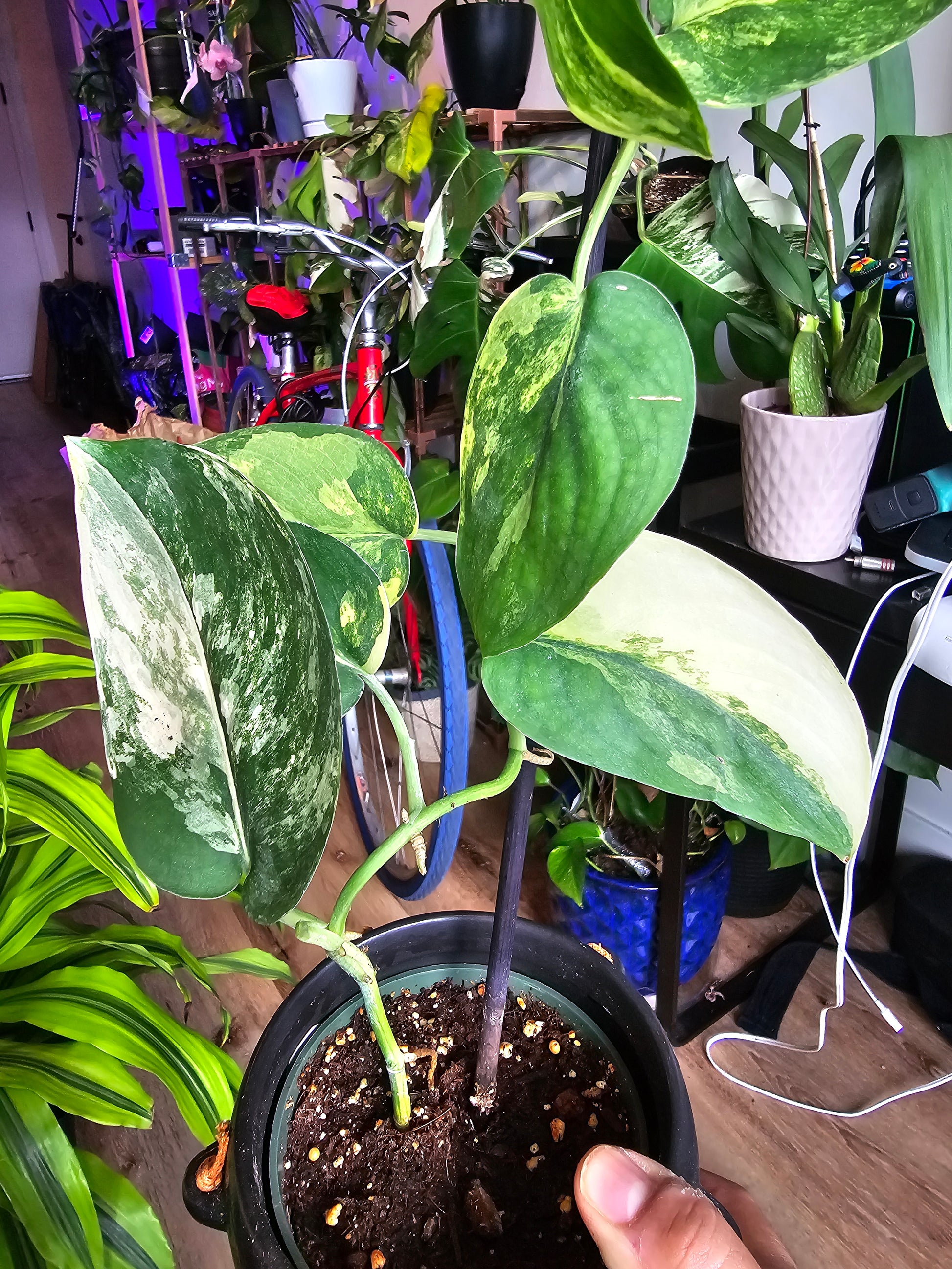 jade pothos vs jade satin 4 inch pot- Scindapsus Jade Satin Pothos Rare Find collection Item