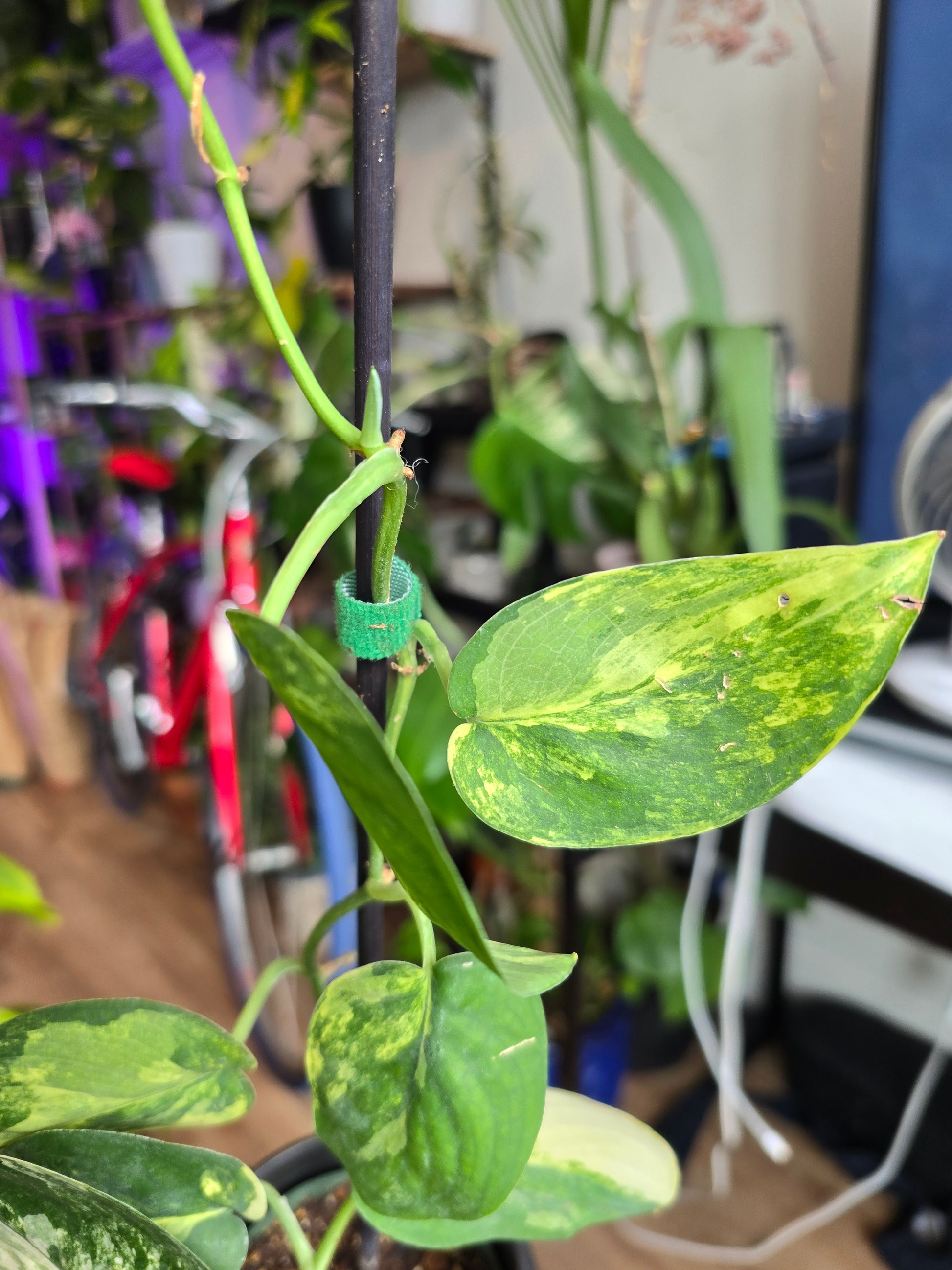 pothos jade satin 4 inch pot- Scindapsus Jade Satin Pothos Rare Find collection Item