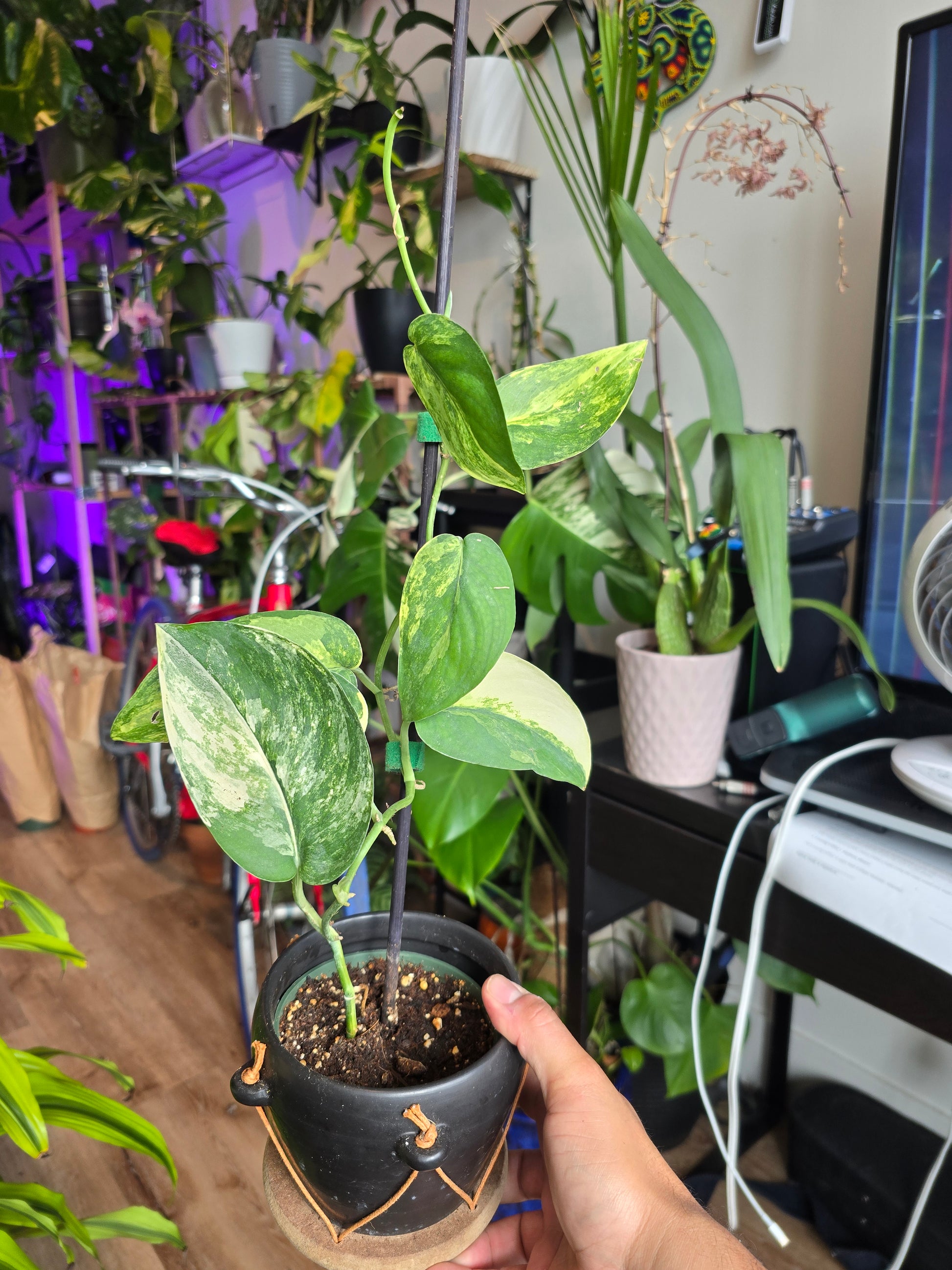 pothos jade satin 4 inch pot- Scindapsus Jade Satin Pothos Rare Find collection Item