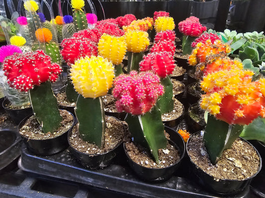 4 pots 2in Pot - Gymnocalycium mihanovichii Red, Orange, Pink, Yellow Cactus Cleistocactus Cactus, beautiful mix - Get 4 similar each color- msg for customize - 🪴 Voelk Art & Plants Inc 🪴