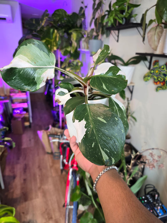 5 inch Ceramic Pot, exact plant - Philodendron 'White Knight', picture taken Sep 11, 2024 (EP-135) - 🪴 Voelk Art & Plants Inc 🪴