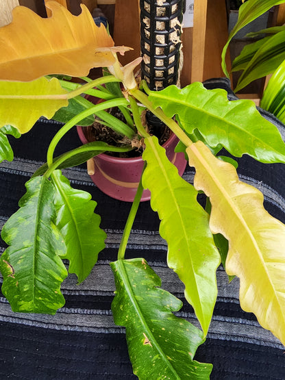 5 inch Pot Ceramic Pot, exact plant - Philodendron 'Ring of fire', picture taken Sep 11, 2024 - 🪴 Voelk Art & Plants Inc 🪴