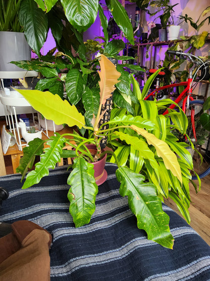 5 inch Pot Ceramic Pot, exact plant - Philodendron 'Ring of fire', picture taken Sep 11, 2024 - 🪴 Voelk Art & Plants Inc 🪴