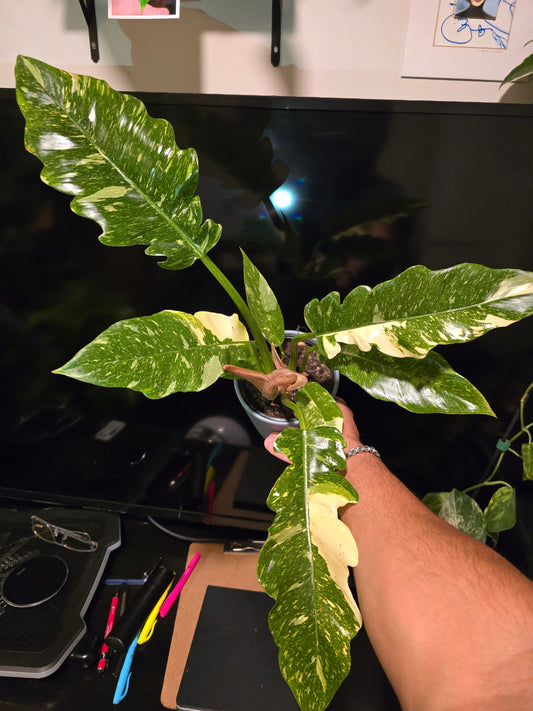 5 inch Pot, Exact plant - Philodendron  'Ring Of Fire', picture taken Sep 22, 2024 - 🪴 Voelk Art & Plants Inc 🪴