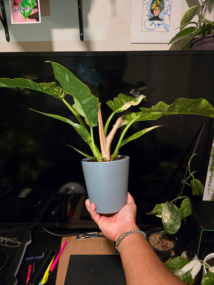 5 inch Pot, Exact plant - Philodendron  'Ring Of Fire', picture taken Sep 22, 2024 - 🪴 Voelk Art & Plants Inc 🪴