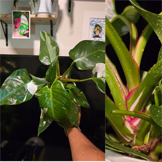 5 inch Pot, Exact plant - Philodendron  'White Princess', picture taken Sep 22, 2024 - 🪴 Voelk Art & Plants Inc 🪴