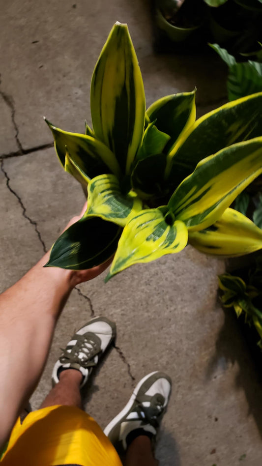 6 in Pot -  Sansevieria, Golden Flame 'La Rubia', Snake Plant, Live House Plant- Air Purifier- Feet Tall- Get similar - 🪴 Voelk Art & Plants Inc 🪴