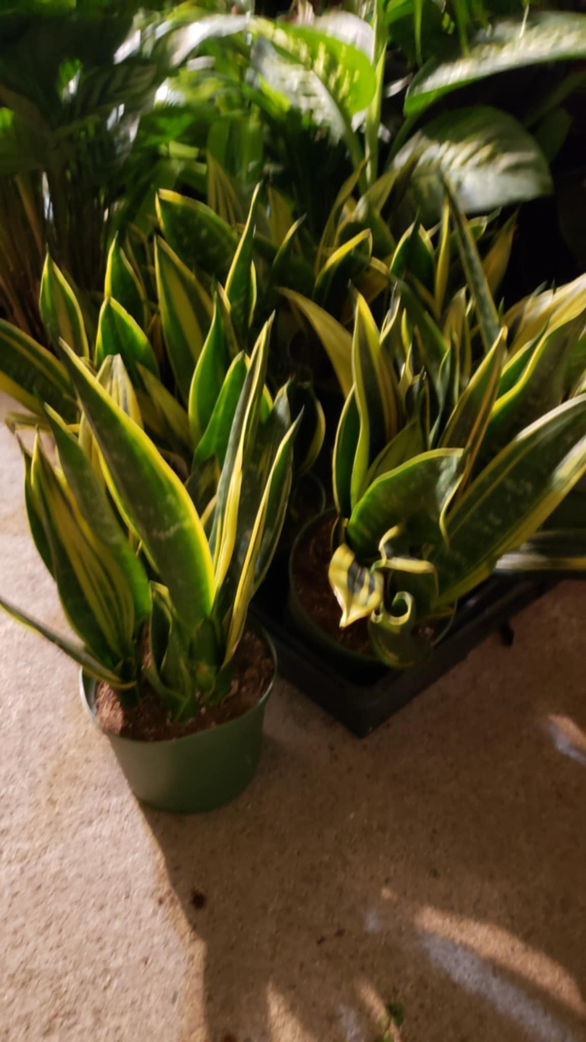 6 in Pot -  Sansevieria, Golden Flame 'La Rubia', Snake Plant, Live House Plant- Air Purifier- Feet Tall- Get similar - 🪴 Voelk Art & Plants Inc 🪴