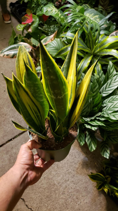 6 in Pot -  Sansevieria, Golden Flame 'La Rubia', Snake Plant, Live House Plant- Air Purifier- Feet Tall- Get similar - 🪴 Voelk Art & Plants Inc 🪴