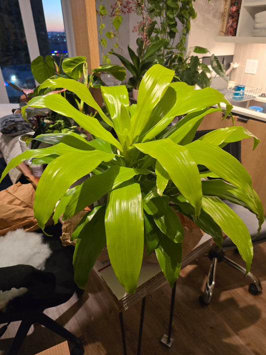 6 inch pot 12" ish tall - Dracena Limelight XL Madagascar Dragon Tree, Indoor/Outdoor Air Purifier - Get one similar as picture - Live Plants - 🪴 Voelk Art & Plants Inc 🪴