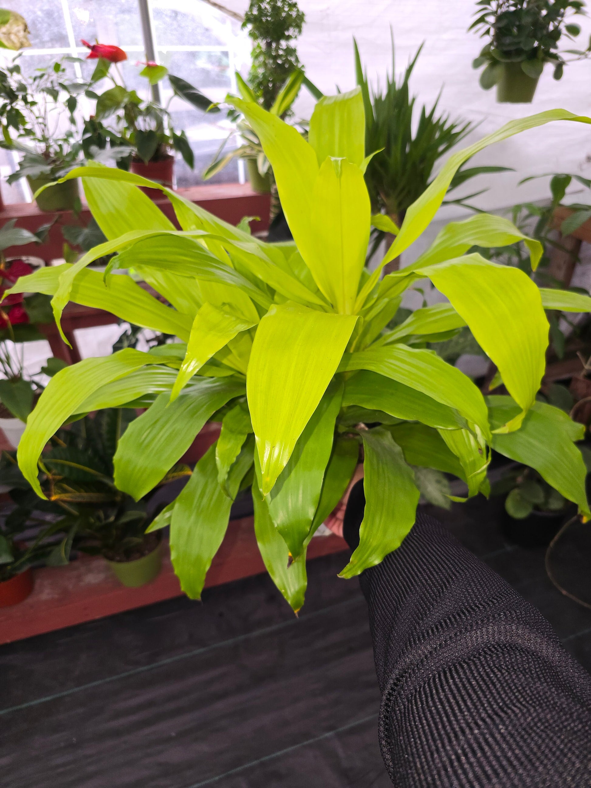 6 inch pot 12" ish tall - Dracena Limelight XL Madagascar Dragon Tree, Indoor/Outdoor Air Purifier - Get one similar as picture - Live Plants - 🪴 Voelk Art & Plants Inc 🪴