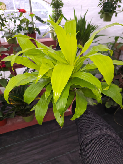 6 inch pot 12" ish tall - Dracena Limelight XL Madagascar Dragon Tree, Indoor/Outdoor Air Purifier - Get one similar as picture - Live Plants - 🪴 Voelk Art & Plants Inc 🪴