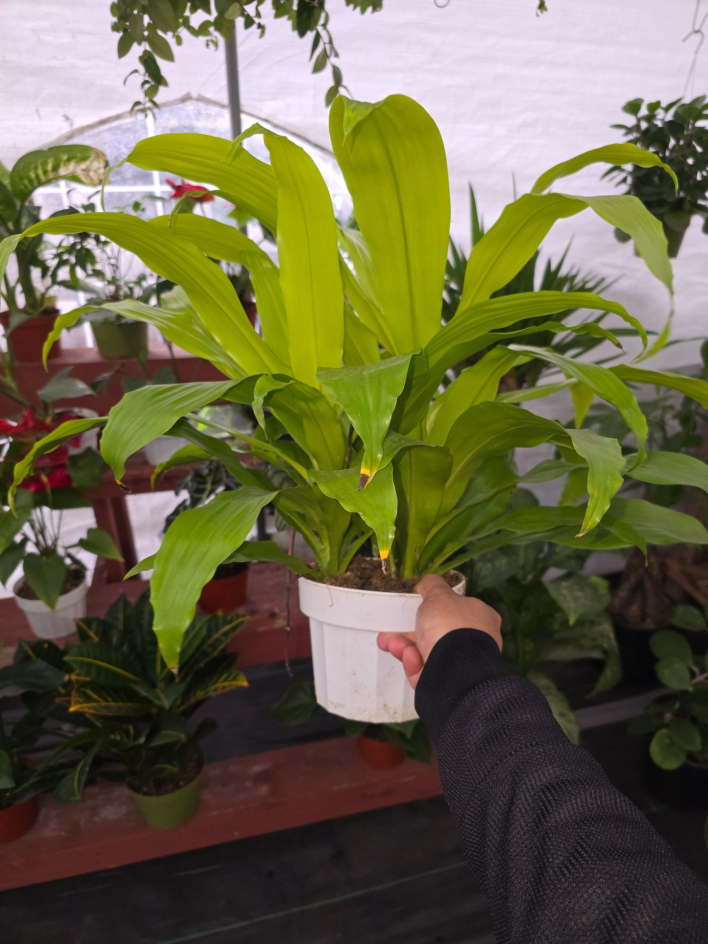 6 inch pot 12" ish tall - Dracena Limelight XL Madagascar Dragon Tree, Indoor/Outdoor Air Purifier - Get one similar as picture - Live Plants - 🪴 Voelk Art & Plants Inc 🪴