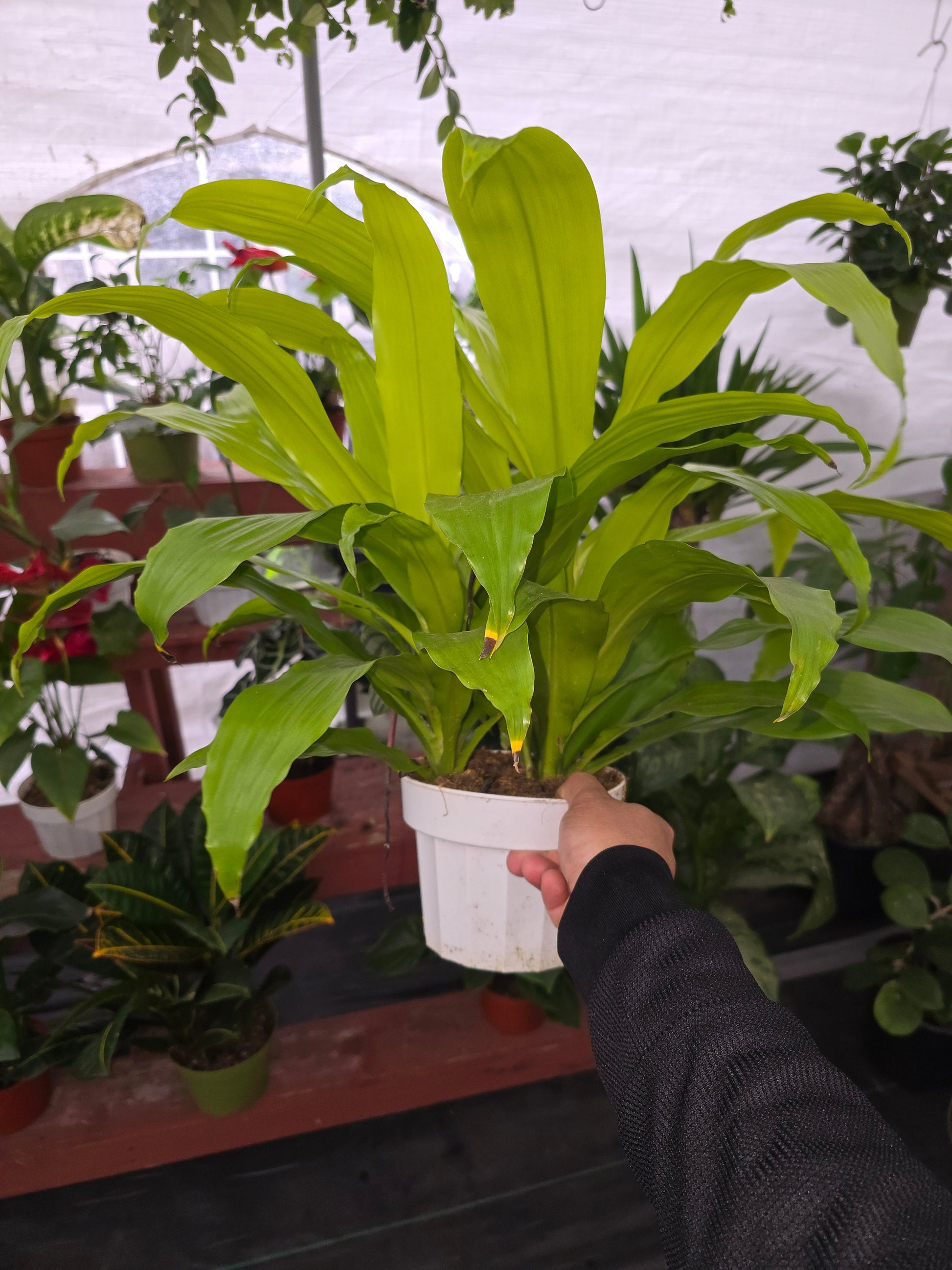 6 inch pot 12" ish tall - Dracena Limelight XL Madagascar Dragon Tree, Indoor/Outdoor Air Purifier - Get one similar as picture - Live Plants - 🪴 Voelk Art & Plants Inc 🪴