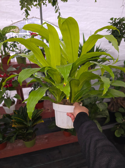 6 inch pot 12" ish tall - Dracena Limelight XL Madagascar Dragon Tree, Indoor/Outdoor Air Purifier - Get one similar as picture - Live Plants - 🪴 Voelk Art & Plants Inc 🪴