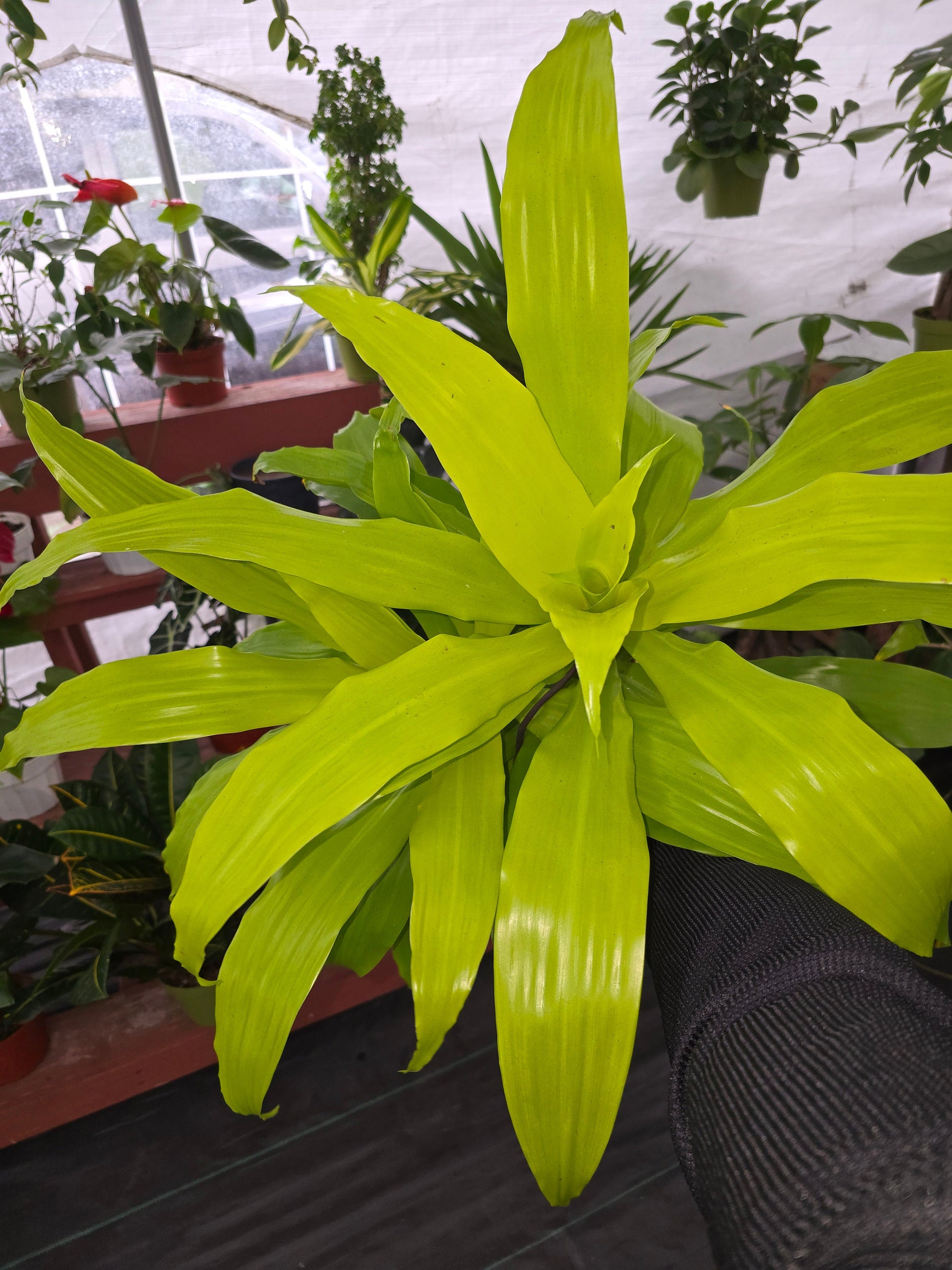 6 inch pot 12" ish tall - Dracena Limelight XL Madagascar Dragon Tree, Indoor/Outdoor Air Purifier - Get one similar as picture - Live Plants - 🪴 Voelk Art & Plants Inc 🪴