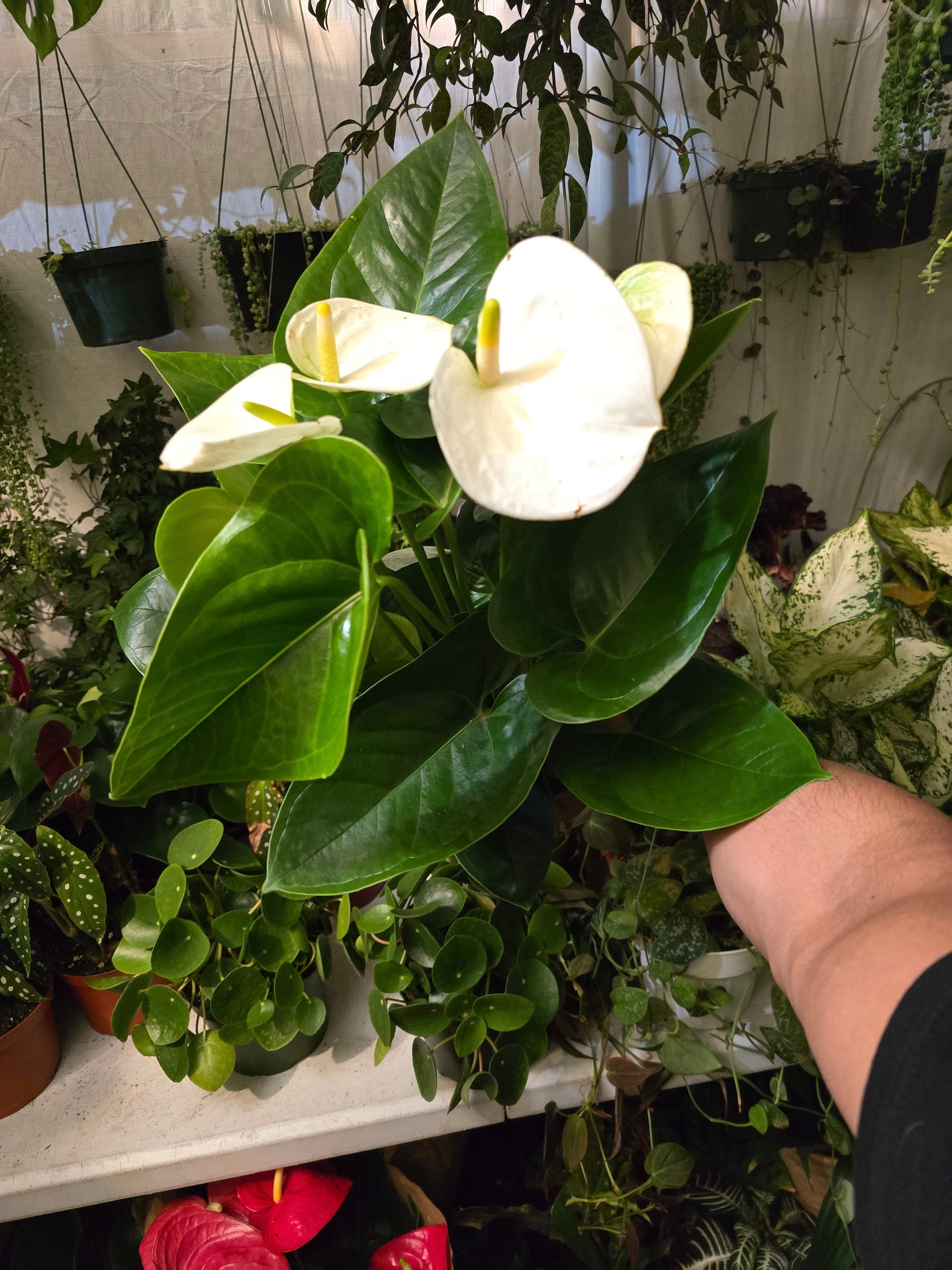 tall bushy pot plants 6 inch Pot- 12" tall XL plant White Anthuriums Lace Leaf Bushy Live In