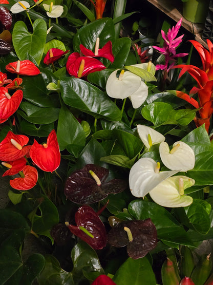 6 inch Pot- 12" tall XL plant White Anthuriums Lace Leaf Bushy Live Indoor Plant easy care - 🪴 Voelk Art & Plants Inc 🪴