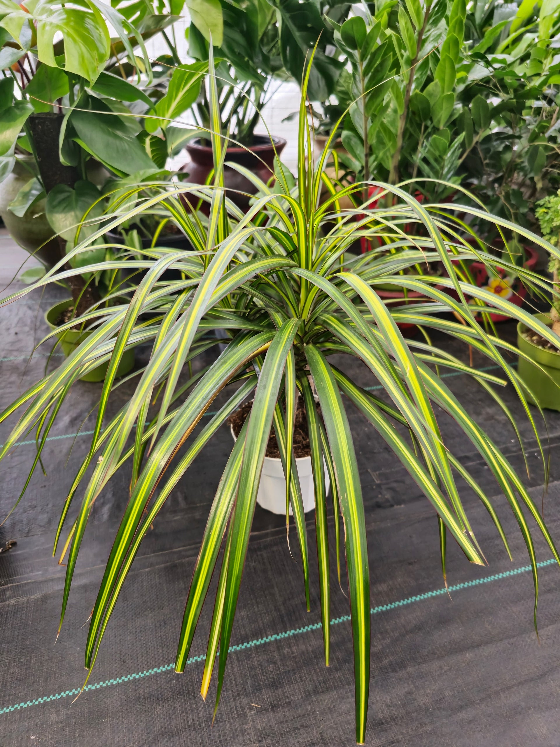 voelk-art-plants-house-plants -default-title-6-inch-pot-15-inch-tall-dracaena-marginata-magenta-madagascar -dragon-tree-live-indoor-plant-easy-care-get- ...