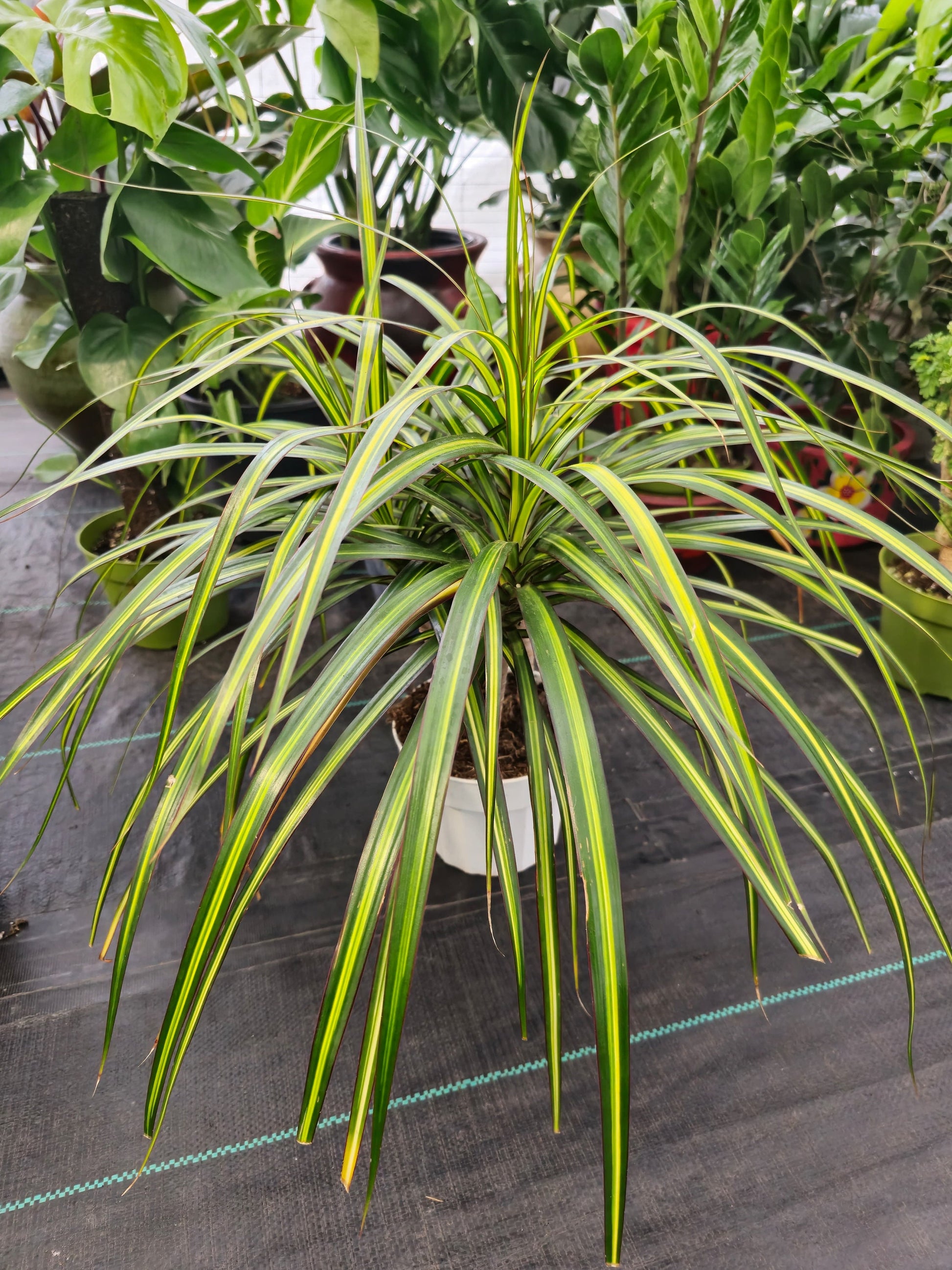 6 inch Pot - 15 inch tall, Dracaena Marginata Magenta Madagascar Dragon Tree, Live Indoor Plant, Easy Care, get similar to picture - 🪴 Voelk Art & Plants Inc 🪴