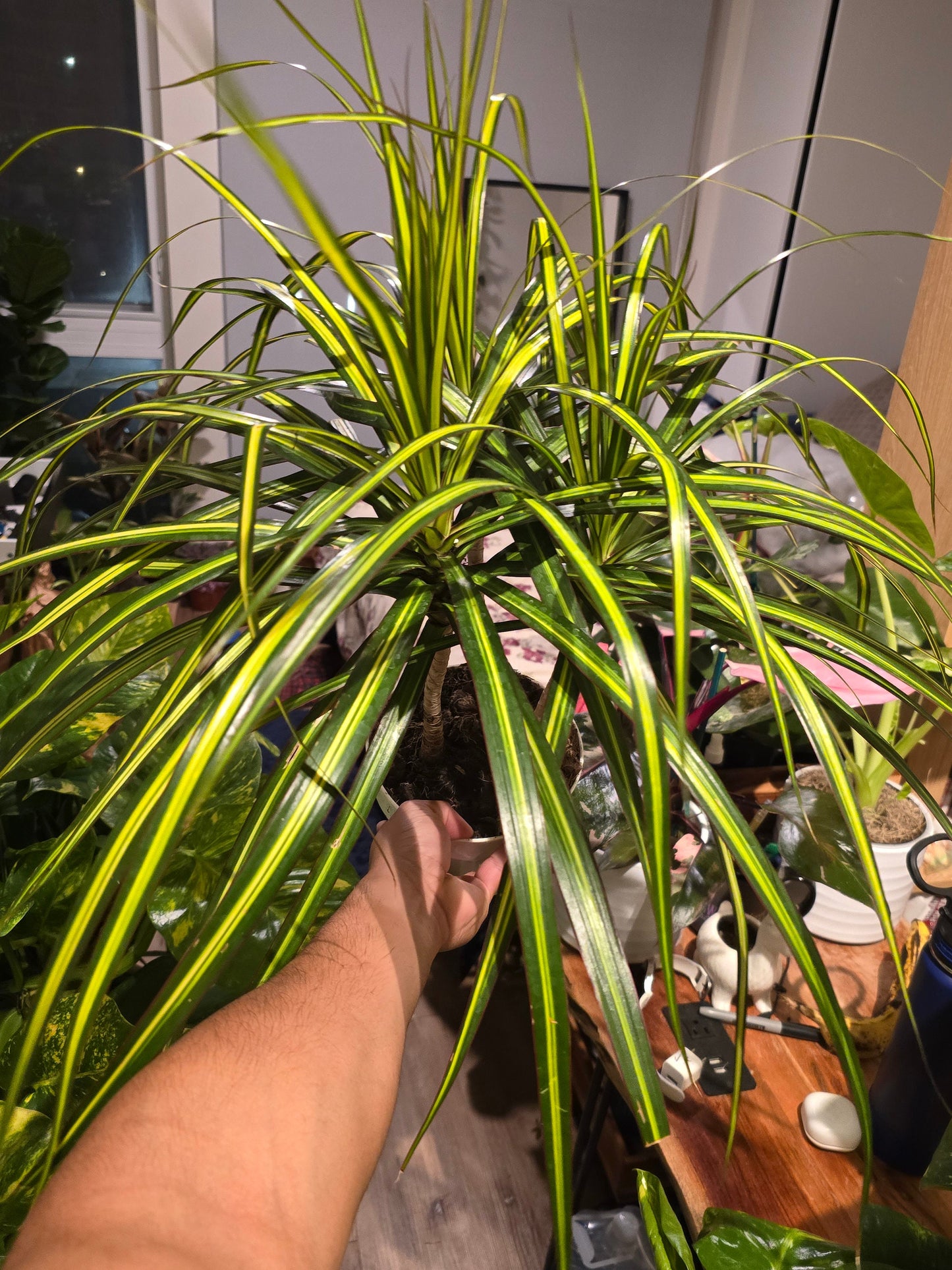 6 inch Pot - 15 inch tall, Dracaena Marginata Magenta Madagascar Dragon Tree, Live Indoor Plant, Easy Care, get similar to picture - 🪴 Voelk Art & Plants Inc 🪴