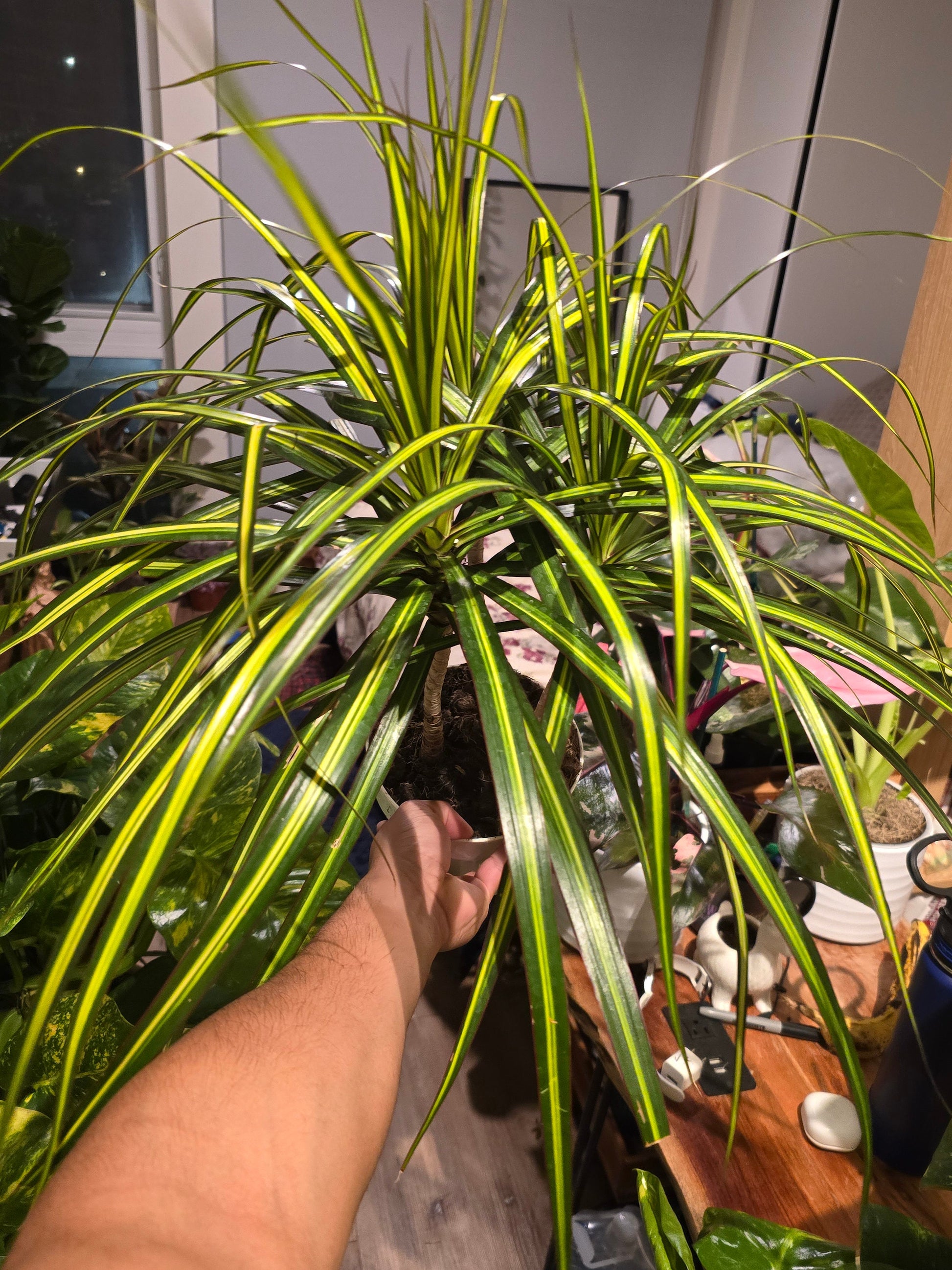 6 inch Pot - 15 inch tall, Dracaena Marginata Magenta Madagascar Dragon Tree, Live Indoor Plant, Easy Care, get similar to picture - 🪴 Voelk Art & Plants Inc 🪴