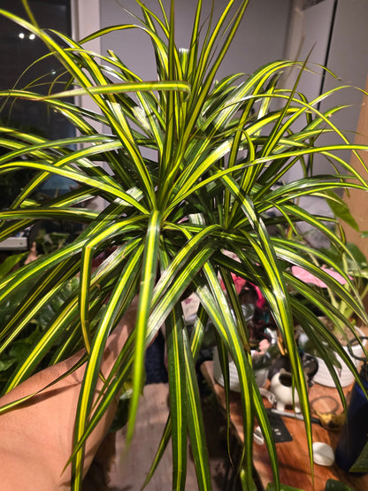 6 inch Pot - 15 inch tall, Dracaena Marginata Magenta Madagascar Dragon Tree, Live Indoor Plant, Easy Care, get similar to picture - 🪴 Voelk Art & Plants Inc 🪴
