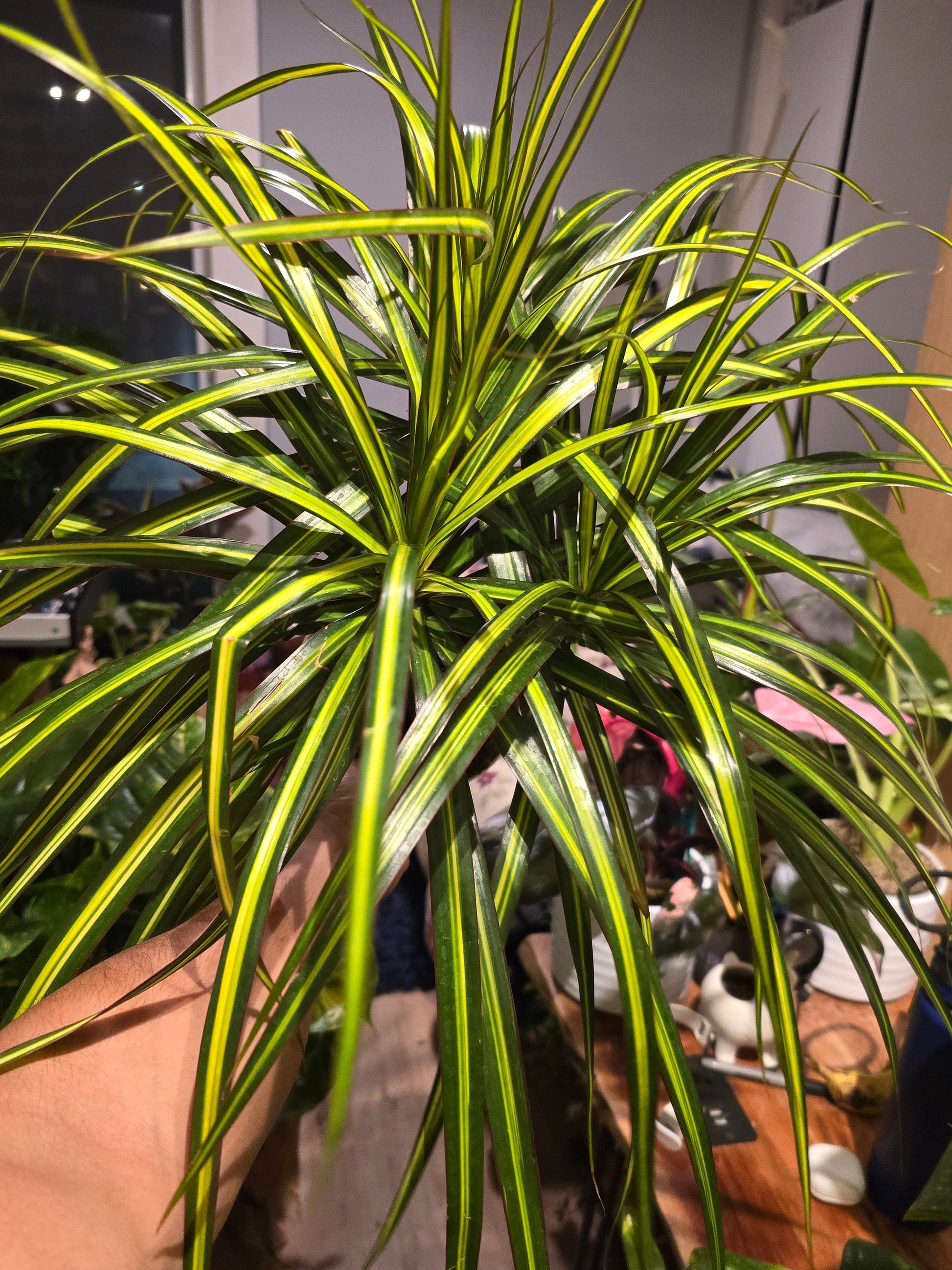 6 inch Pot - 15 inch tall, Dracaena Marginata Magenta Madagascar Dragon Tree, Live Indoor Plant, Easy Care, get similar to picture - 🪴 Voelk Art & Plants Inc 🪴