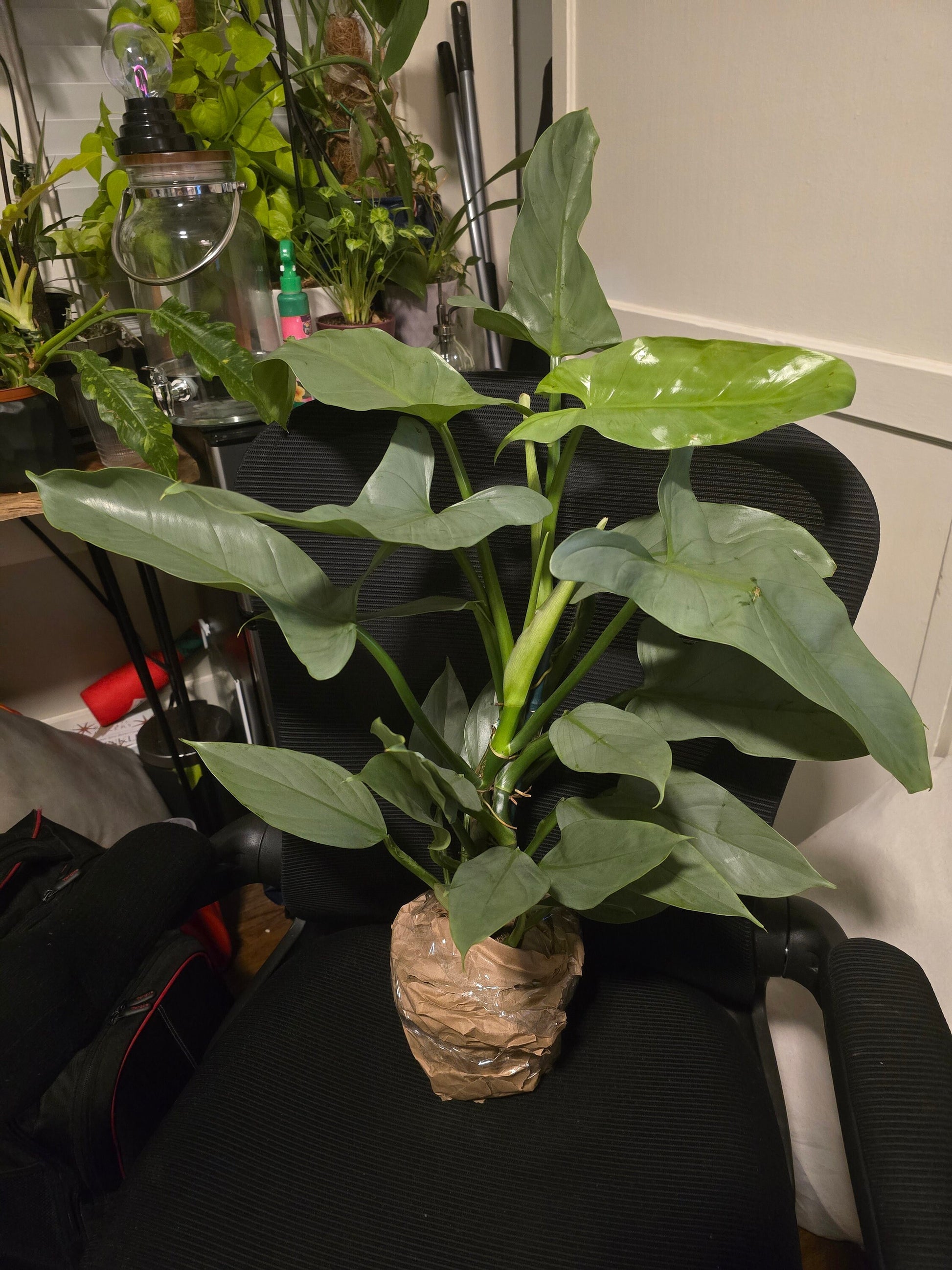 6 inch pot - 20"+ tall XL  Philodendron Silver Sword, also known as Philodendron Hastatum - Beautiful house plant - get one similar - 🪴 Voelk Art & Plants Inc 🪴