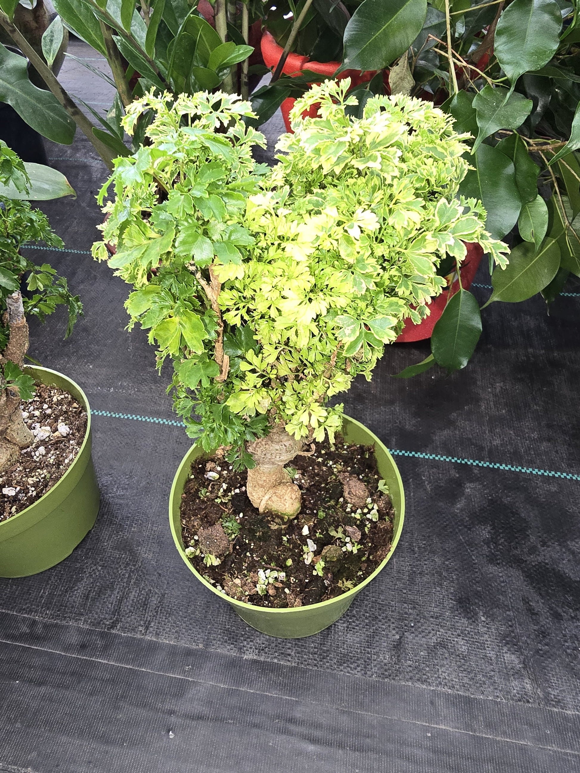 6 inch Pot - about 10-12" tall Bonsai Variegated Green and white/yellow Ming Aralia, Get one similar to picture - 🪴 Voelk Art & Plants Inc 🪴