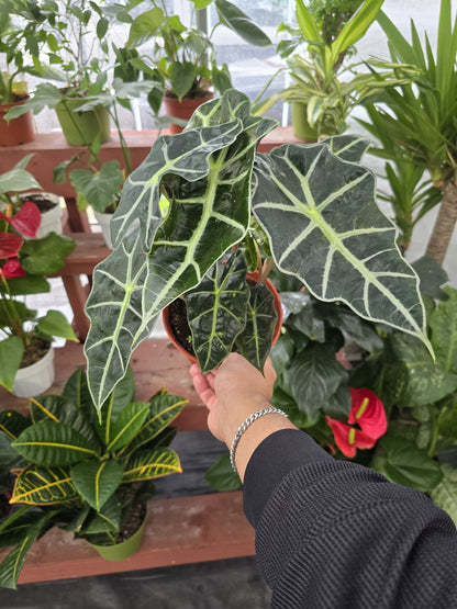 6 inch pot Alocasia Amazonica Polly- House Plant - in USA - Get similar to picture - 🪴 Voelk Art & Plants Inc 🪴