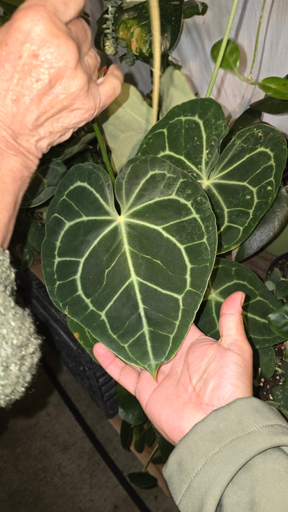 6 inch Pot Anthurium crystallinum - Get similar - 🪴 Voelk Art & Plants Inc 🪴