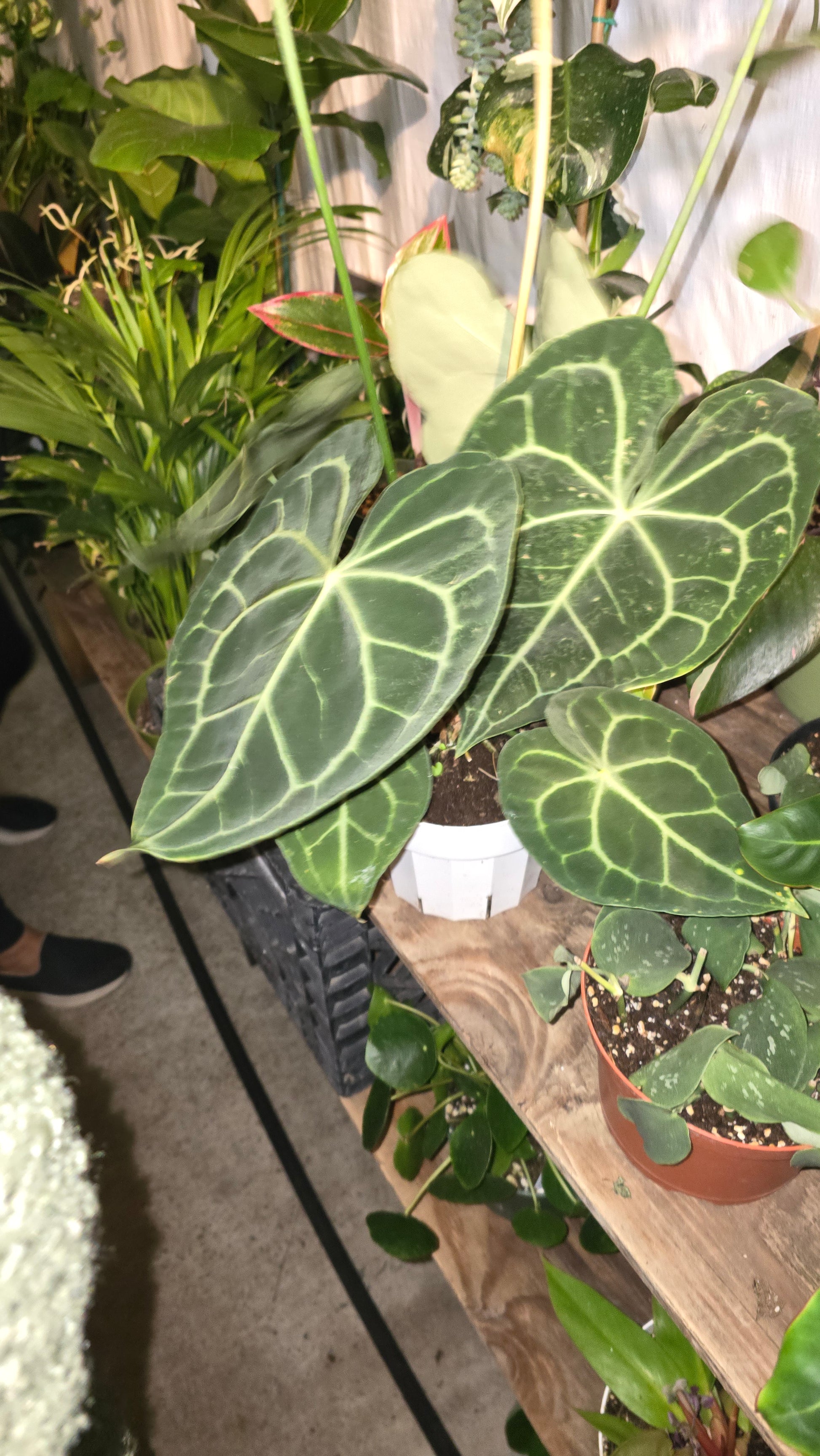 anthurium house plants 6 inch Pot Anthurium crystallinum - Get similar