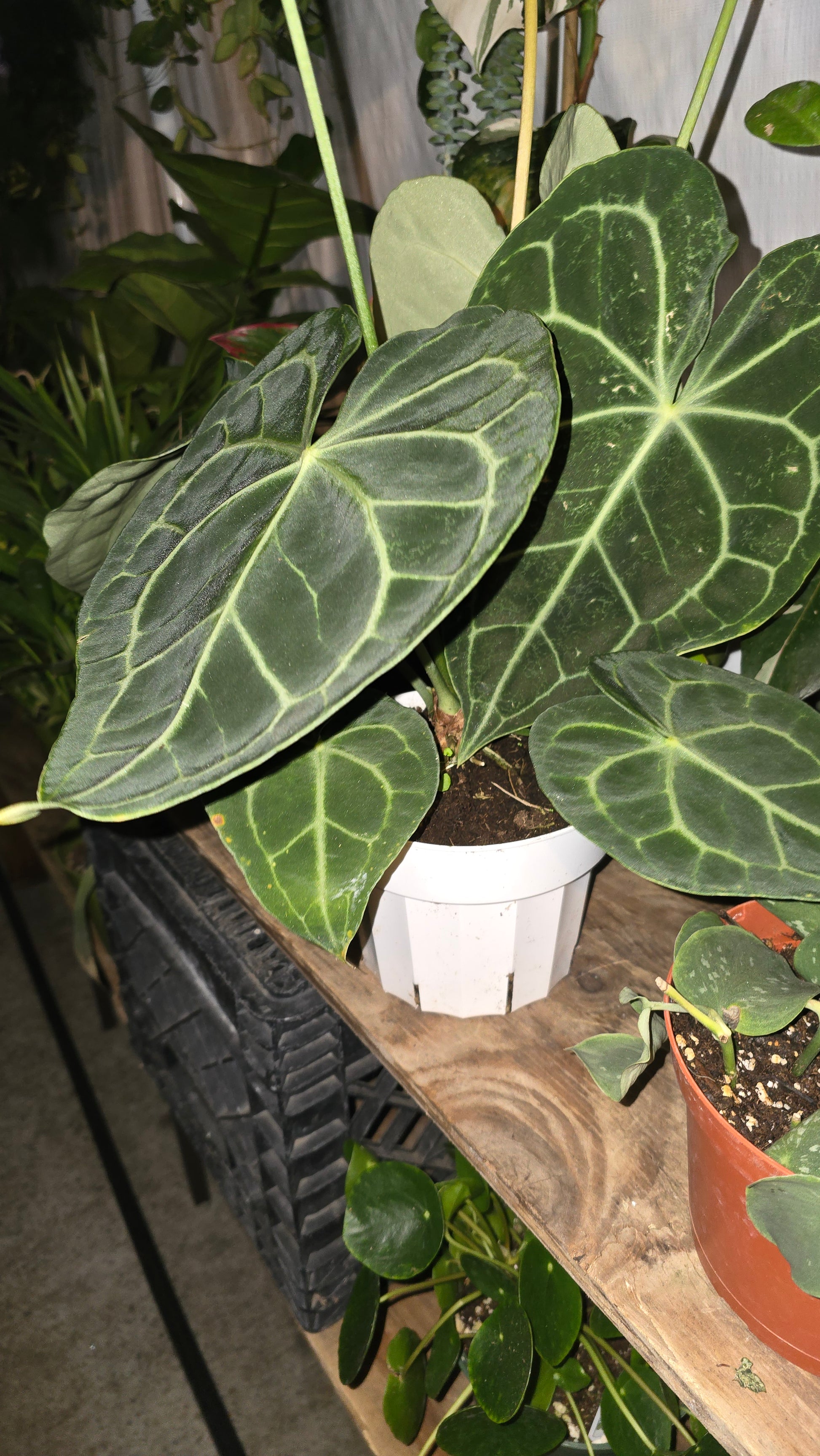 6 inch Pot Anthurium crystallinum - Get similar - 🪴 Voelk Art & Plants Inc 🪴
