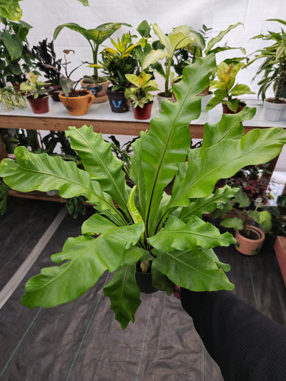 6 inch pot - Asplenium Nidus (Bird nest fern)- big Ferm house plant or outdoor - get similar as picture - 🪴 Voelk Art & Plants Inc 🪴