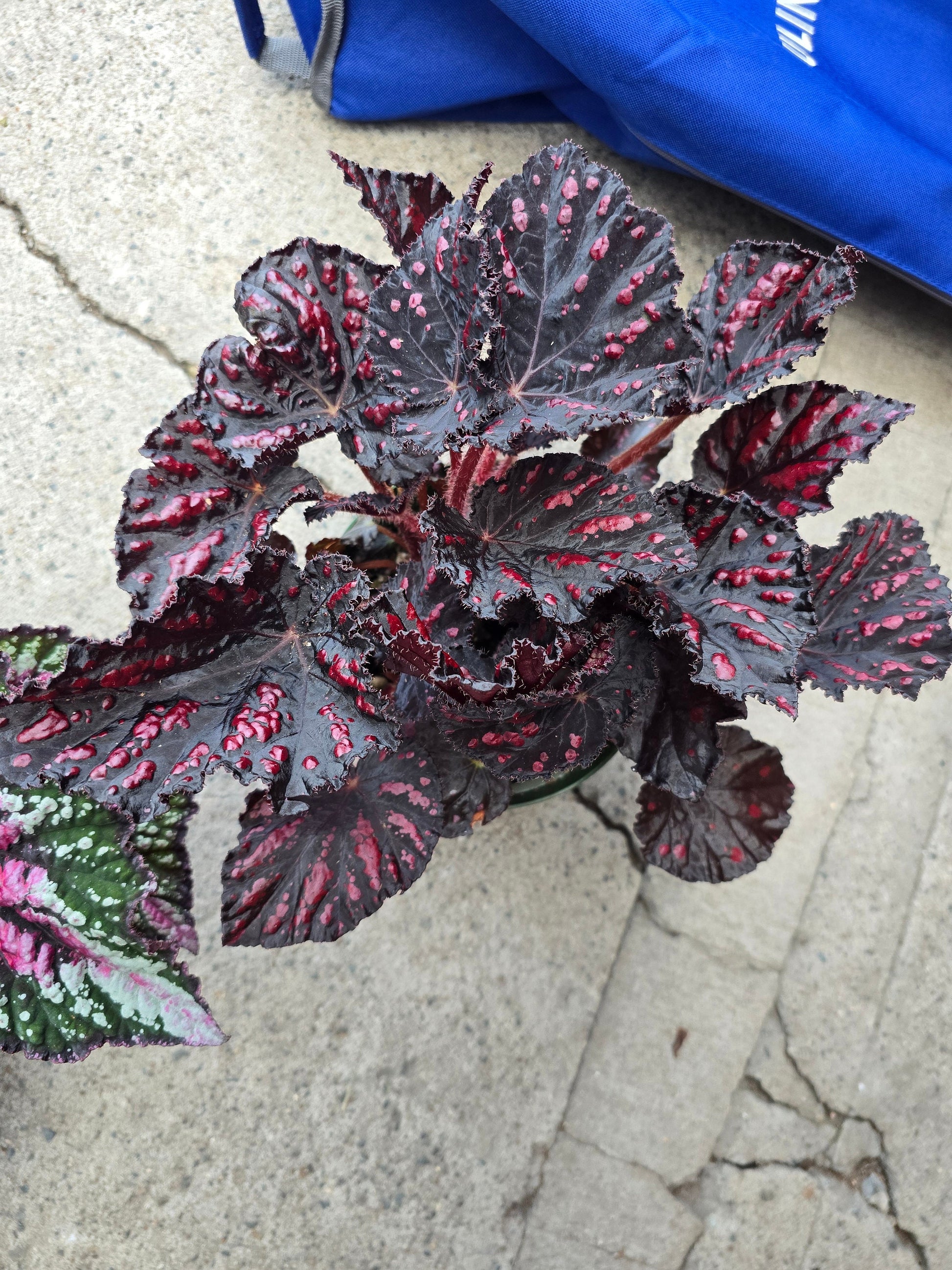 6 inch Pot - Begonia Rex 'Etna' - Easy care super red Begonia plant indoor outdoor easy care- Get similar to the picture - 🪴 Voelk Art & Plants Inc 🪴
