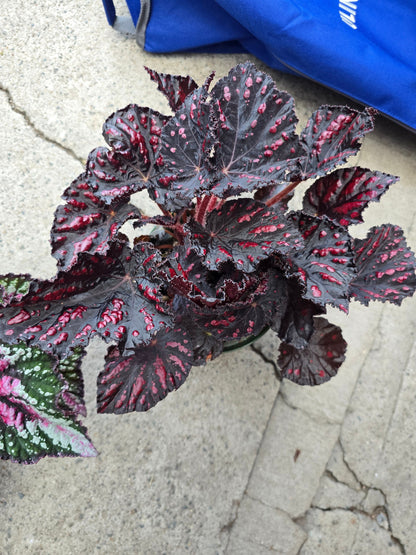 6 inch Pot - Begonia Rex 'Etna' - Easy care super red Begonia plant indoor outdoor easy care- Get similar to the picture - 🪴 Voelk Art & Plants Inc 🪴