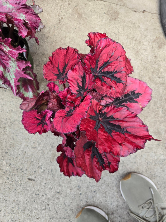 6 inch Pot - Begonia Rex Red Robin - Easy care super red Begonia plant indoor outdoor easy care- Get similar to the picture - 🪴 Voelk Art & Plants Inc 🪴
