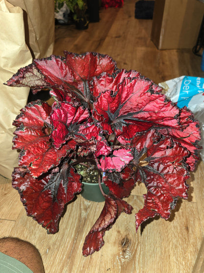 6 inch Pot - Begonia Rex Red Robin - Easy care super red Begonia plant indoor outdoor easy care- Get similar to the picture - 🪴 Voelk Art & Plants Inc 🪴