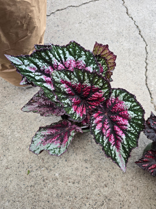 6 inch Pot - Begonia Rex 'Salsa' - Easy care super red Begonia plant indoor outdoor easy care- Get similar to the picture - 🪴 Voelk Art & Plants Inc 🪴