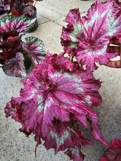 6 inch Pot - Begonia Tie Dye - Pink Banded Raspberry Torte - T rex - Get similar to the picture - 🪴 Voelk Art & Plants Inc 🪴