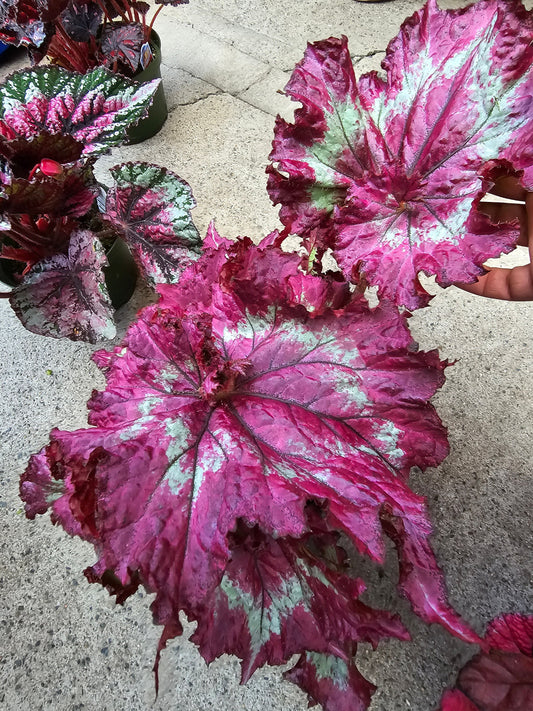 6 inch Pot - Begonia Tie Dye - Pink Banded Raspberry Torte - T rex - Get similar to the picture - 🪴 Voelk Art & Plants Inc 🪴