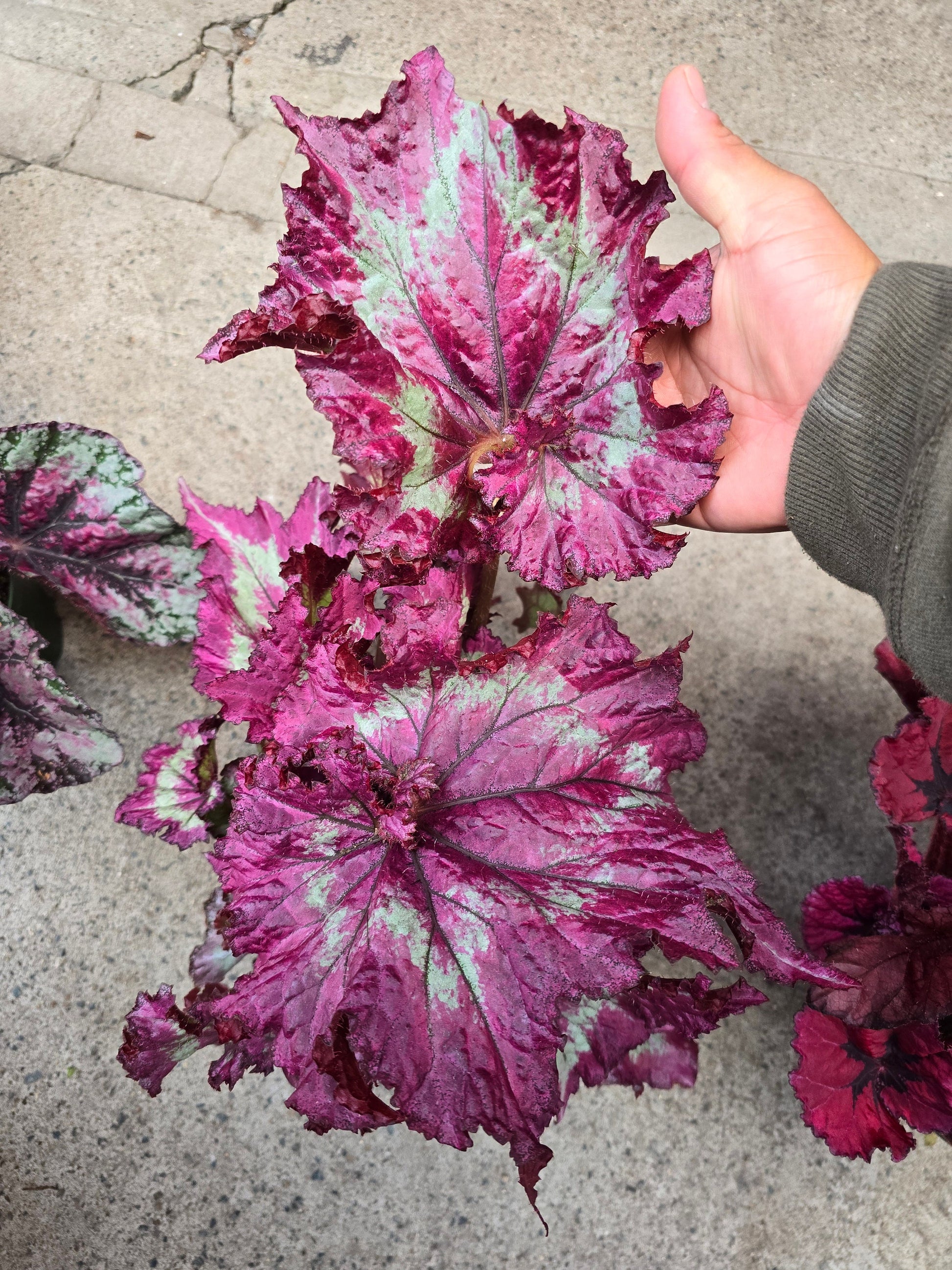 6 inch Pot - Begonia Tie Dye - Pink Banded Raspberry Torte - T rex - Get similar to the picture - 🪴 Voelk Art & Plants Inc 🪴