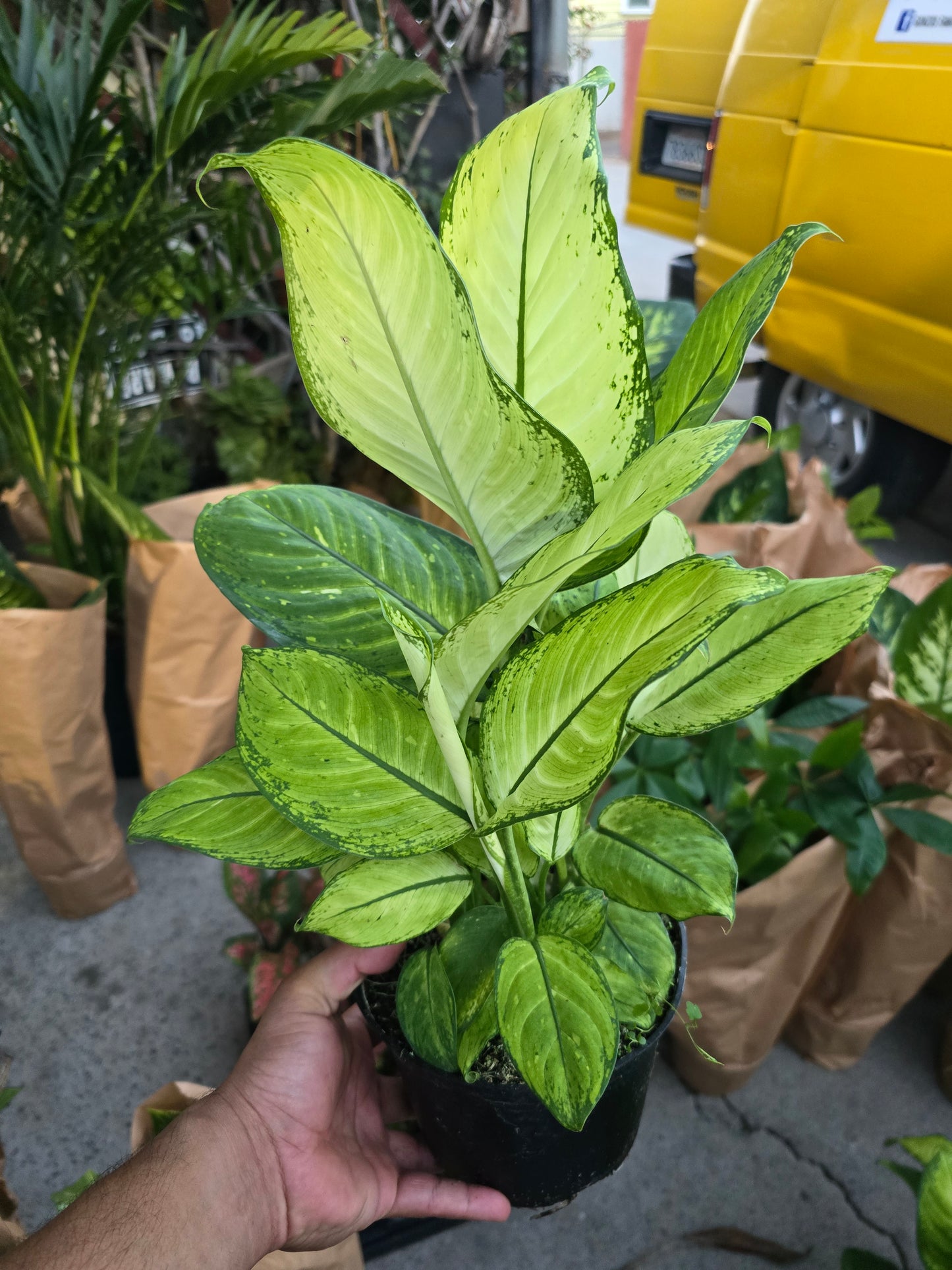 6 inch Pot- Big 1.5 ft tall Dieffenbachia 'Camouflage'  Indoor Plant easy care air Purifier- Get similar to picture! - 🪴 Voelk Art & Plants Inc 🪴